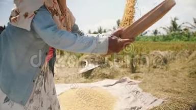 巴厘岛农场工人妇女在田间播种. 亚洲传统农业<strong>水稻收获</strong>过程。 4K